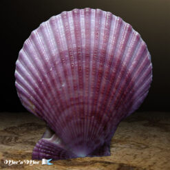 Alternative view of Mimachlamys sanguinea (Linnaeus, 1758)