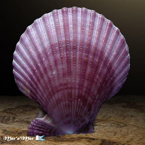 Mimachlamys sanguinea (Linnaeus, 1758) - Image 2