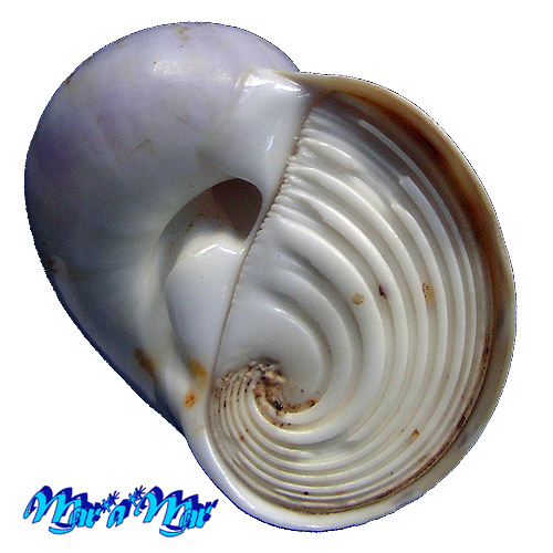 Alternative view of Natica canrena (Linnaeus, 1758)