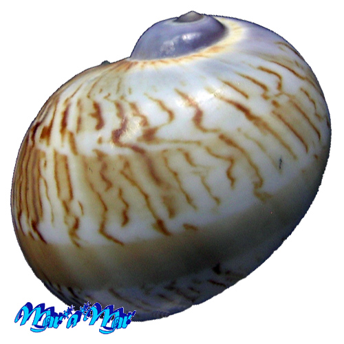 Natica canrena (Linnaeus, 1758)