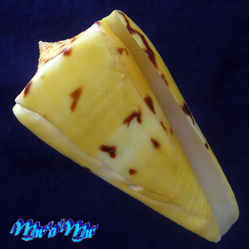 Conus riosi Petuch, 1986