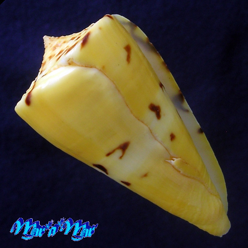 Alternative view of Conus riosi Petuch, 1986