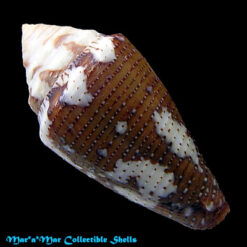 Seminoleconus mappa trinitarius Hwass, 1792 - Imagem 2