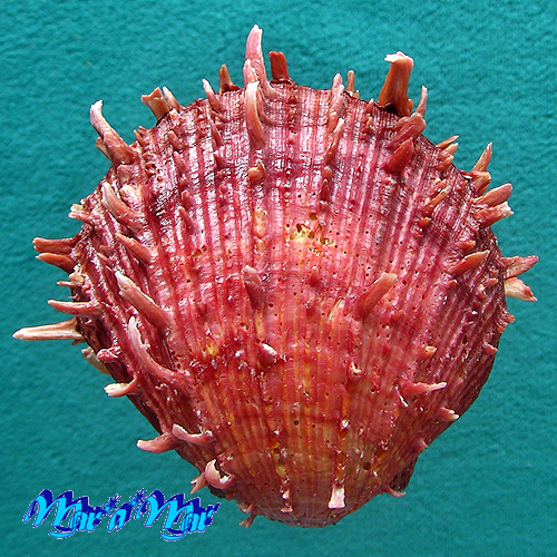 Spondylus senegalensis Schreibers, 1793