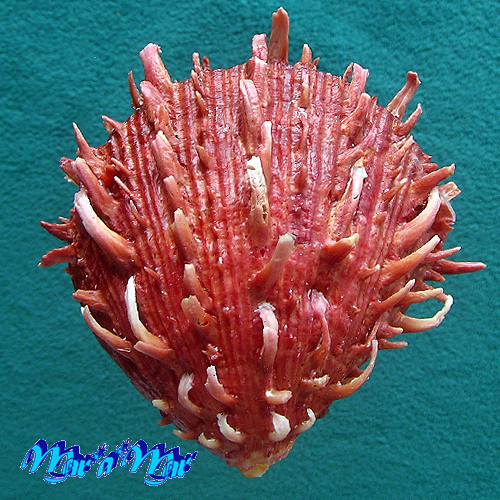 Alternative view of Spondylus senegalensis Schreibers, 1793