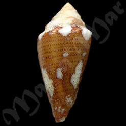 Seminoleconus mappa trinitarius Hwass, 1792 - Imagem 3