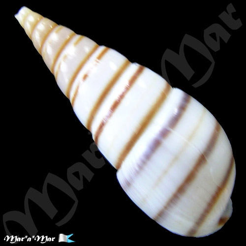 Pyramidella dolabrata Linnaeus, 1758 - Imagem 2