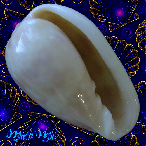 Bullata guerrinii Souza & Covert, 2001