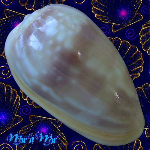 Alternative view of Bullata guerrinii Souza & Covert, 2001