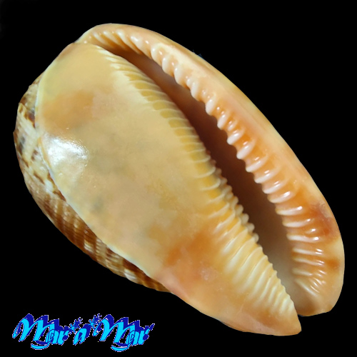 Cypraeacassis testiculus (Linnaeus, 1758)