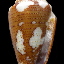 Seminoleconus mappa trinitarius Hwass, 1792 - Imagem 5