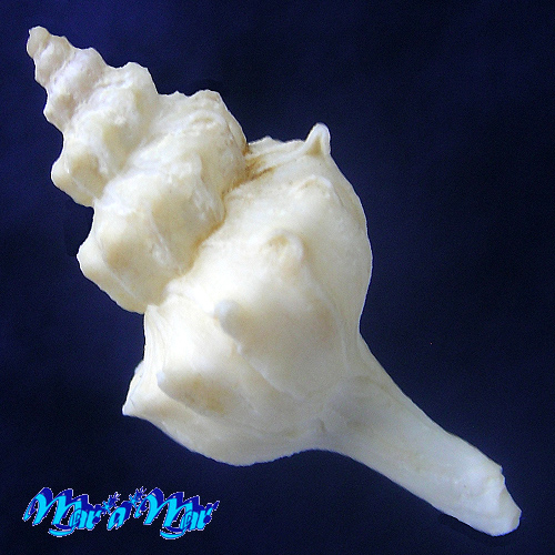 Alternative view of Pagodula cf. fraseri (Knudsen, 1956)