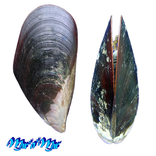 Perna perna (Linnaeus, 1758)