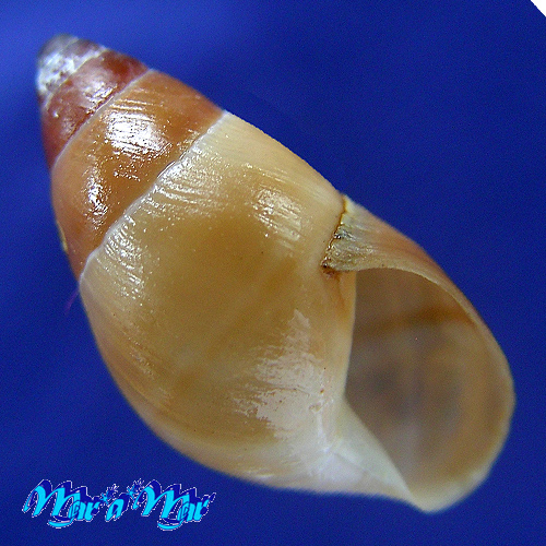 Bulimulus sepulcralis (Poey, 1853)