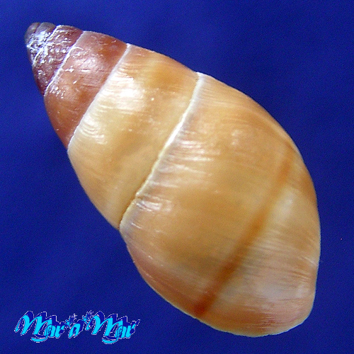 Alternative view of Bulimulus sepulcralis (Poey, 1853)