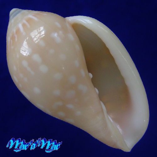 Marginella_cf_pseudosebastiani (Matovelli, 2001)
