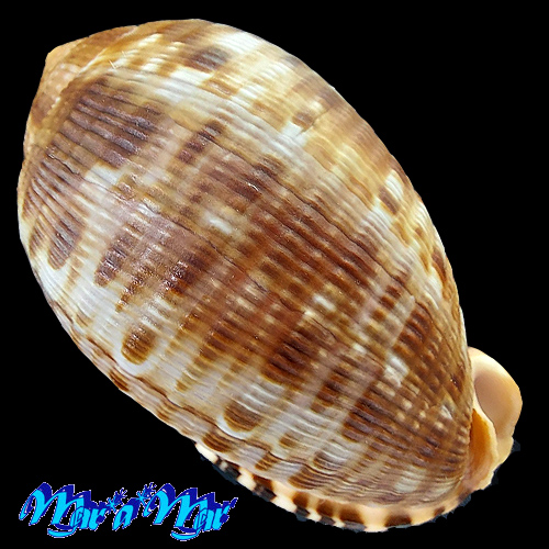 Alternative view of Cypraeacassis testiculus (Linnaeus, 1758)