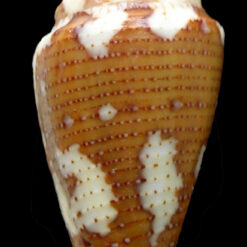Seminoleconus mappa trinitarius Hwass, 1792 - Imagem 6