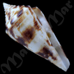 Conus villepinii Fischer & Bernardi, 1867