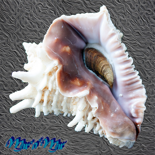 Vasum cassiforme (Kiener, 1841)