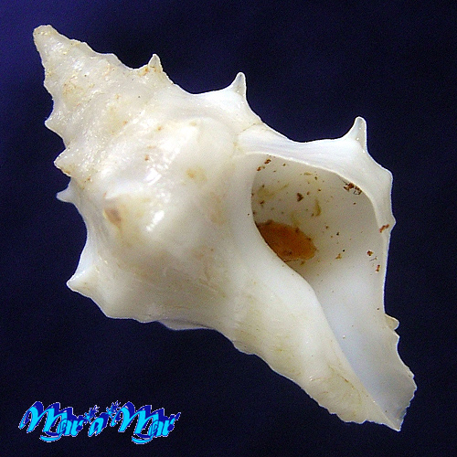 Acanthotrophon striatoides Vokes, 1980