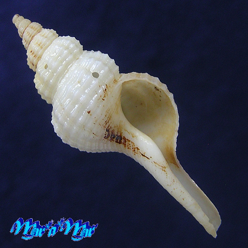 Fusinus mariaodeteae Petuch, E.J. & D.P. Berschauer, 2016