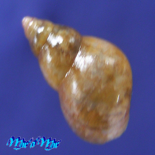 Alternative view of Phasianella solida (Born, 1778)