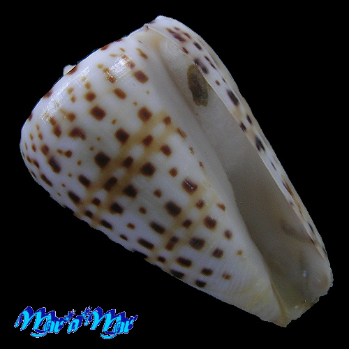 Conus byssinus Roding, 1798