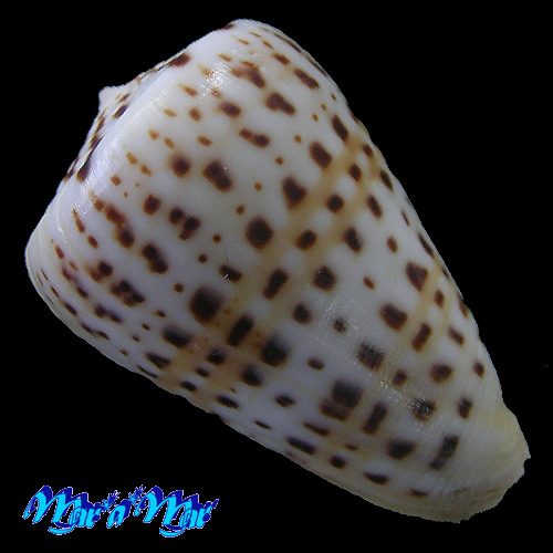 Alternative view of Conus byssinus Roding, 1798