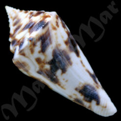 Alternative view of Conus villepinii Fischer & Bernardi, 1867