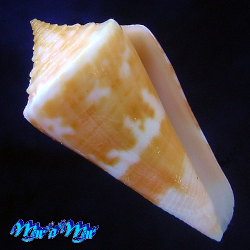 Conus carioca Petuch, 1986