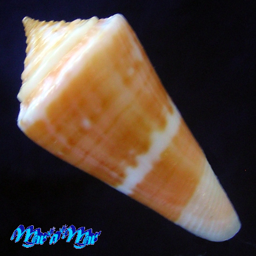 Alternative view of Conus carioca Petuch, 1986