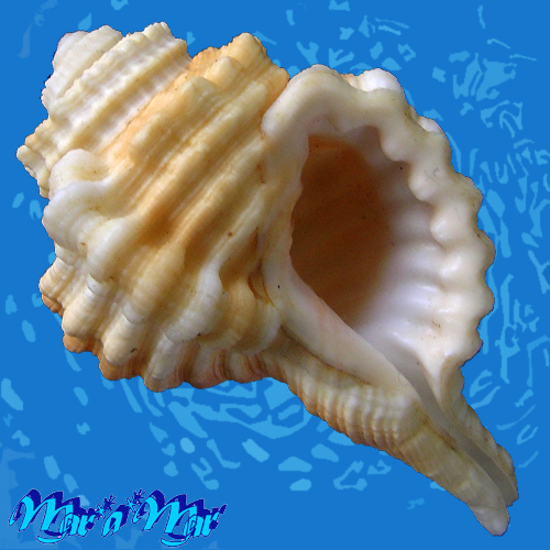 Ranularia cynocephala caribbaea Clench & Turner, 1957