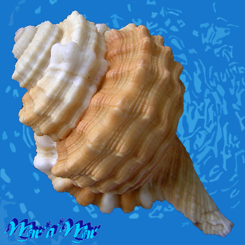 Alternative view of Ranularia cynocephala caribbaea Clench & Turner, 1957