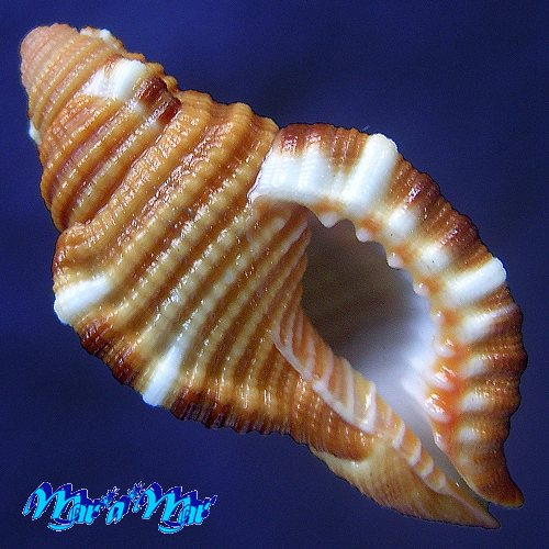 Cymatium closeli Beau, 1987