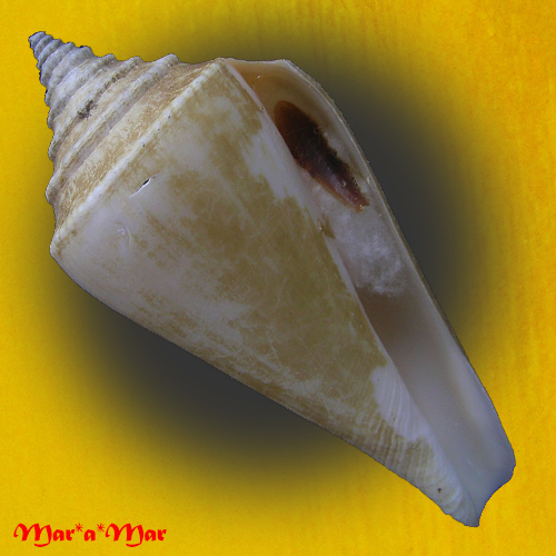 Conus (Profundiconus) neotorquatus Da Motta, 1985