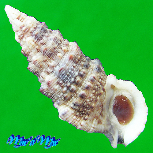 Cerithium atratum (Born, 1778)