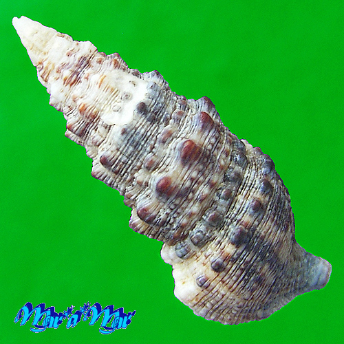 Alternative view of Cerithium atratum (Born, 1778)