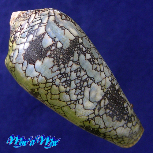 Alternative view of Conus praelatus Hwass, 1792