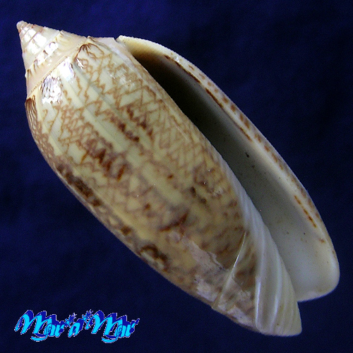 Americoliva circinata Marrat, 1870