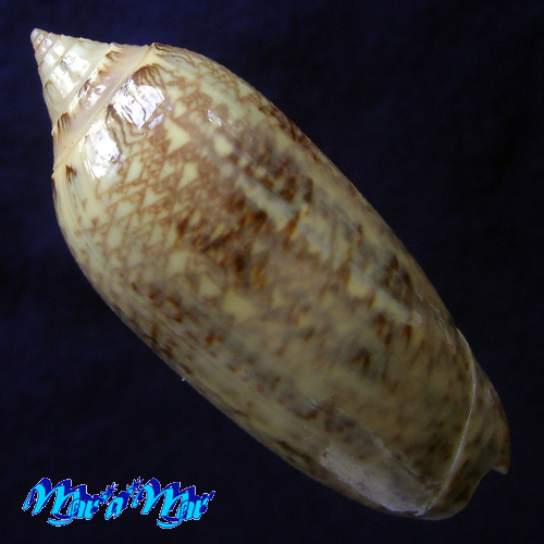 Alternative view of Americoliva circinata Marrat, 1870