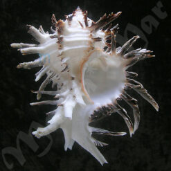 Hexaplex cichoreum (Gmelin, 1791)