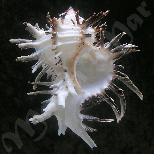 Hexaplex cichoreum (Gmelin, 1791)