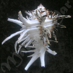 Hexaplex cichoreum (Gmelin, 1791) - Imagem 2