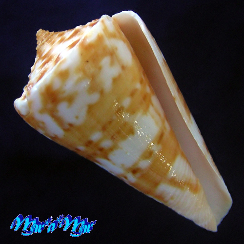 Conus carioca Petuch, 1986