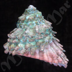 Astraea caelata (Gmelin, 1791)
