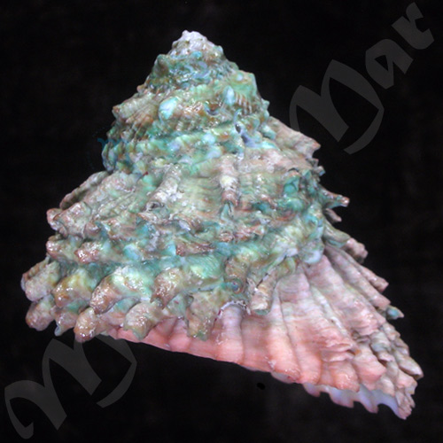 Astraea caelata (Gmelin, 1791)