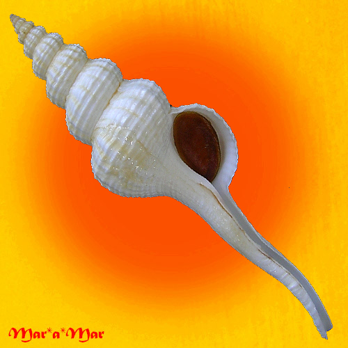 Fusinus frenguelli (Carcelles, 1953)