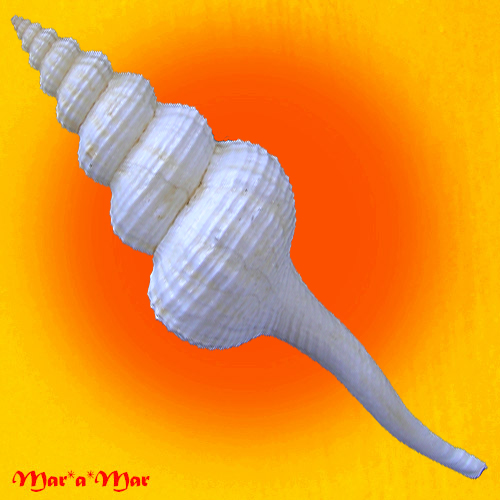 Alternative view of Fusinus frenguelli (Carcelles, 1953)