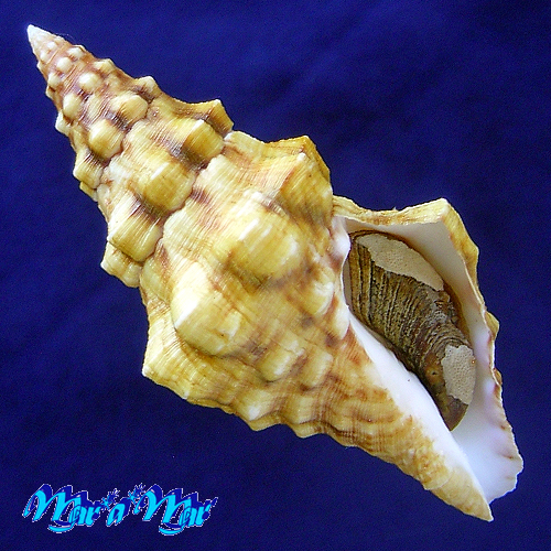 Leucozonia cerata (Wood, 1828)